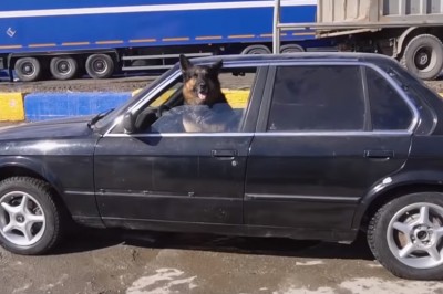 Pies kozak jeździ BMW po mieście. Mistrzowska akcja mechaników 