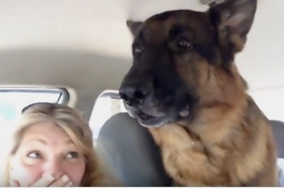 Owczarek zorientował się w aucie, że jadą do weterynarza. Reakcja psiaka rozbawiła właścicieli do łez