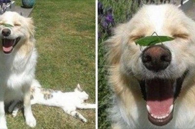 18 szczerych zdjęć pokazujących, że psy zbudowane  się z czystej miłości