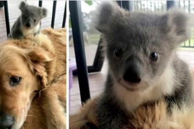 Golden Retriever zaskoczył właścicielkę malutką koalą, której ocalił życie.