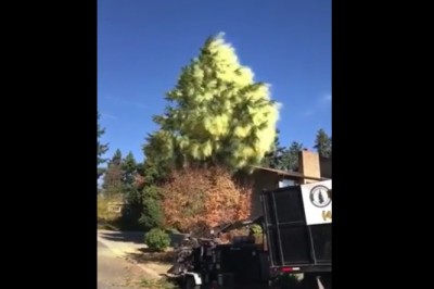 Jesteś alergikiem? To zobacz jak wygląda drzewo pełne pyłków 