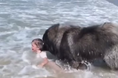 Pies obserwuje dziecko kąpiące się w morzu. Gdy pomyślał, że dziewczynka tonie od razu rusza 