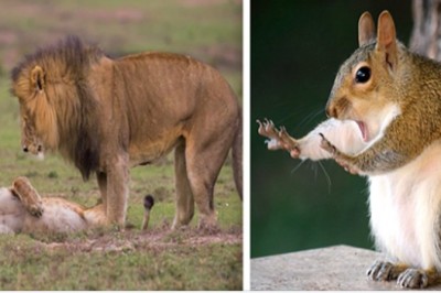 Zdjęcia dzikich zwierząt przyłapanych w zabawnych ujęciach. One też potrafią rozśmieszyć 