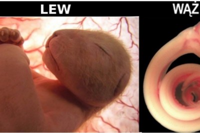 Niezwykłe zdjęcia płodów zwierząt w łonie matek. Zrobione na kilka dni przed urodzeniem