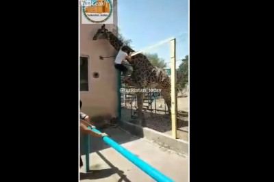 Byłeś kiedyś tak nawalony, żeby jeździć na żyrafie w zoo? To zobacz tego typa