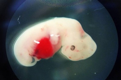 Powstaną ludzko-zwierzęce hybrydy. Japonia dopuszcza eksperymenty z embrionami