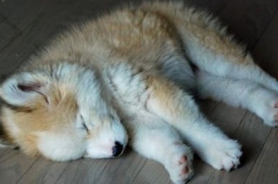 Na ulicy znalazł małą futrzaną kuleczkę. Był zaskoczony co z niej wyrosło 