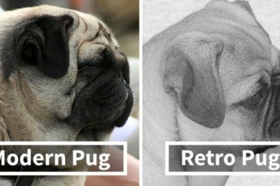 Prawda o modzie na mopsa. „To zdeformowane, chore zwierzęta, które nie powinny istnieć”