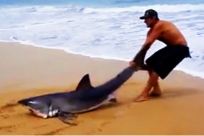Koleś kontra ogromny rekin na plaży. Nie bał się i mu pomógł 
