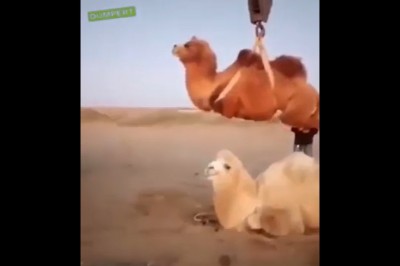 Kiedy źle zaparkowałeś wielbłąda i przyjeżdża straż miejska na pustynię 