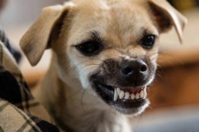 Psy bezproblemowo rozpoznają złych ludzi w otoczeniu. W tej kwestii rzadko się mylą