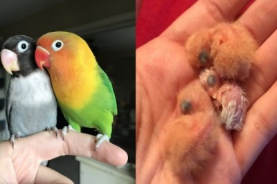 Kiwi i jego gotycka dziewczyna doczekali się czwórki pisklaków. Maluchy wyglądają niezwykle