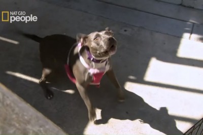 Ten gość jest niesamowity. Poskramianie agresywnego pit bulla