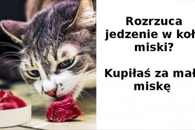 Te błędy często nieświadomie popełniają właściciele kotów. Zobacz czego unikać