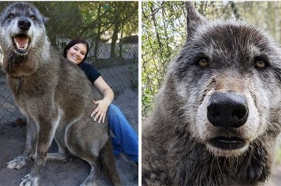 Właściciel porzucił wilczaka na śmierć. W ostatniej chwili wkroczyli pracownicy schroniska