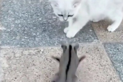 Codzienna porcja zabawnych filmików #13