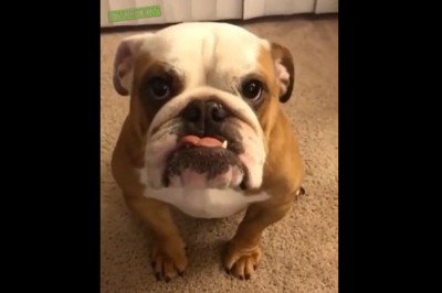 Codzienna porcja ciekawych i zabawnych filmików #22