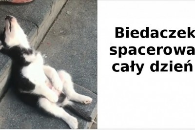 15 zwierząt, które uległy nagłemu atakowi senności. Nie mogły się powstrzymać 