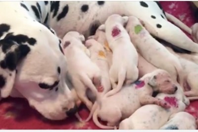 Suczka dalmatyńczyka zaczyna rodzić. Właściciele zdali sobie sprawę z pomyłki weterynarza