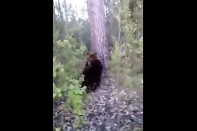 Dlaczego lepiej nie kopać niedźwiedzia w tyłek? Ten gość już wie