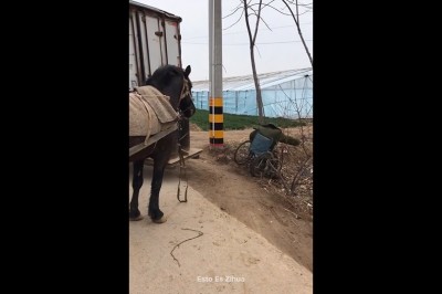 Kiedy masz konia za przyjaciela i akurat wracasz z imprezy