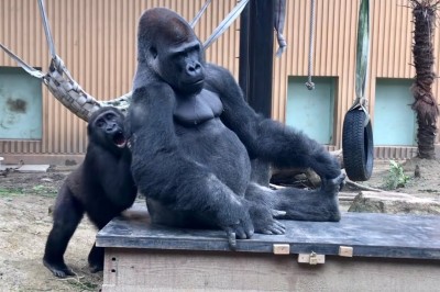 Codzienna porcja ciekawych i zabawnych filmików #78