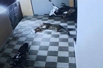 Kiedy lampart wpada na podwórko po Twojego psa