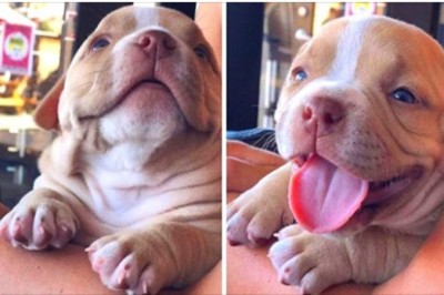 18 zwierzaków, które dają swoim właścicielom kolejny powód do wstawania rano z łóżka