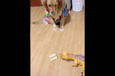 Kiedy wydaje Ci się, że dotarłeś na koniec internetu i trafiasz taki film 