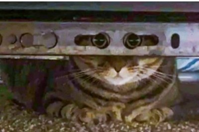 18 zwierzaków, które nadają się na partnera Agenta 007