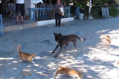 Kiedy Twój pies zabłądzi i trafi na dzielnię, gdzie rządzą koty