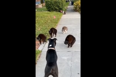 Codzienna porcja ciekawych i zabawnych filmików #101