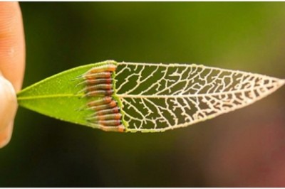 22 zdjęcia udowadniające, że natura nigdy nie przestanie nas zaskakiwać
