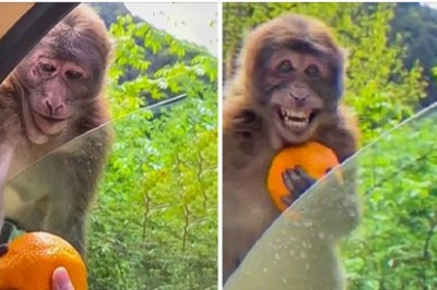 18 zwierzaków, które nie potrzebują dużo do szczęścia