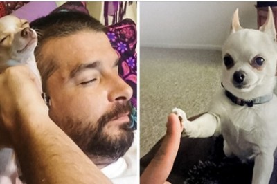 20 zdjęć pokazujących, że chihuahua to mały pies o wielkim sercu