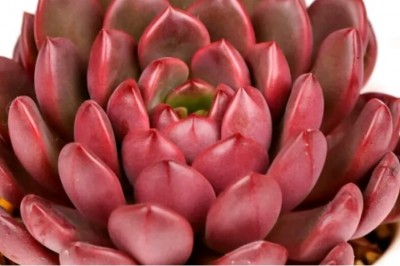 Te kwiaty zmieniają kolor pod wpływem promieni słonecznych