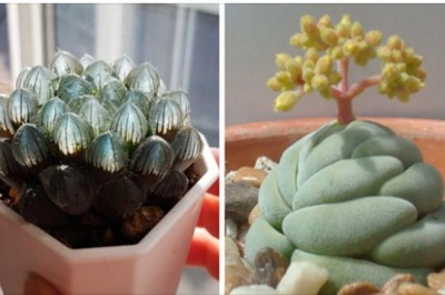 15 rodzajów sukulentów - niezwykłych roślinek doniczkowych, wyglądających jak z bajki