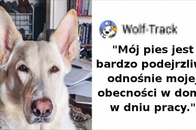 16 osób dzieli się wrażeniami z pracy w domu w towarzystwie swoich zwierzaków
