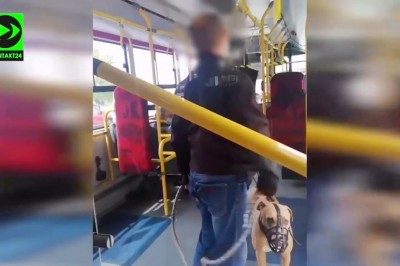 Pasażer z psem bez kagańca skopał autobus. Nagrali go pasażerowie