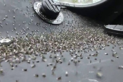 Denerwują cię komary w czasie lata? Zobacz co się dzieje na Syberii