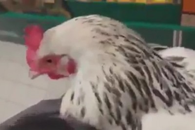 Gość z kurą i wiadrem w Biedrze. Nic dziwniejszego dzisiaj nie zobaczysz