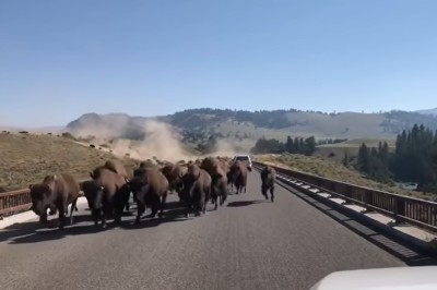 Jedziesz sobie spokojnie, a tu nagle wyskakuje stado bizonów
