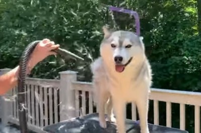 Codzienna porcja ciekawych i zabawnych filmików #134