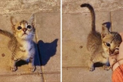 19 uroczych kotów których słodycz poprawi nastrój każdemu. Sama miłość 