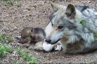 Codzienna porcja ciekawych i zabawnych filmików #145