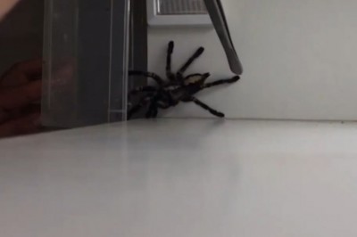 Łapanie pająka. Filmik dla ludzi o mocnych nerwach