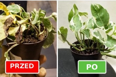 10 sposobów na uratowanie „martwej rośliny, nawet jeśli nie znasz się na ogrodnictwie