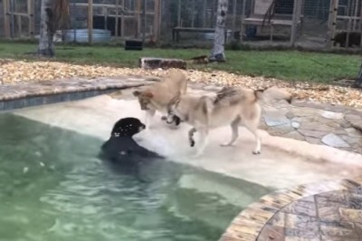 Codzienna porcja ciekawych i zabawnych filmików #158