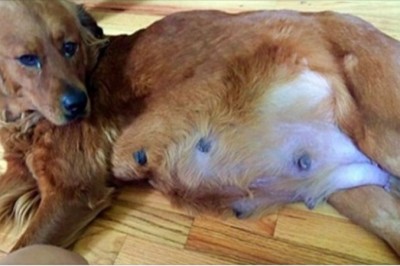 Ocaliła ciężarną suczkę przed uśpieniem. Przeżywa bardzo niezwykły poród