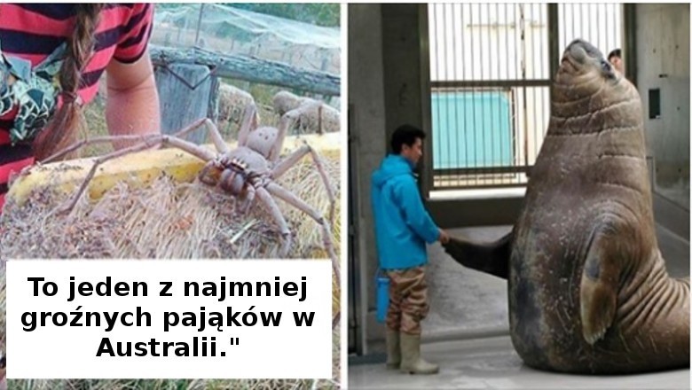 15 zdjęć przypominających, że wiele zwierząt jest zdecydowanie większych niż nam się wydaje